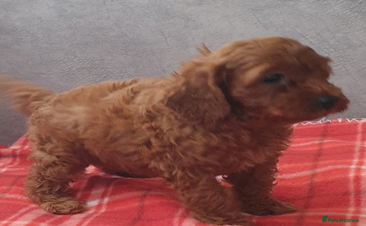 Cavapoo dogs F1bb extensively health tested caverpoo pups  - Advert 8