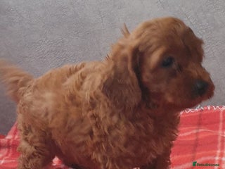 Cavapoo dogs F1bb extensively health tested caverpoo pups - Advert 18