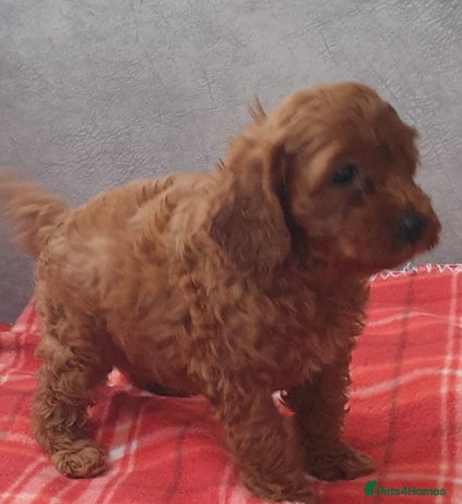 Cavapoo dogs F1bb extensively health tested caverpoo pups - Advert 8