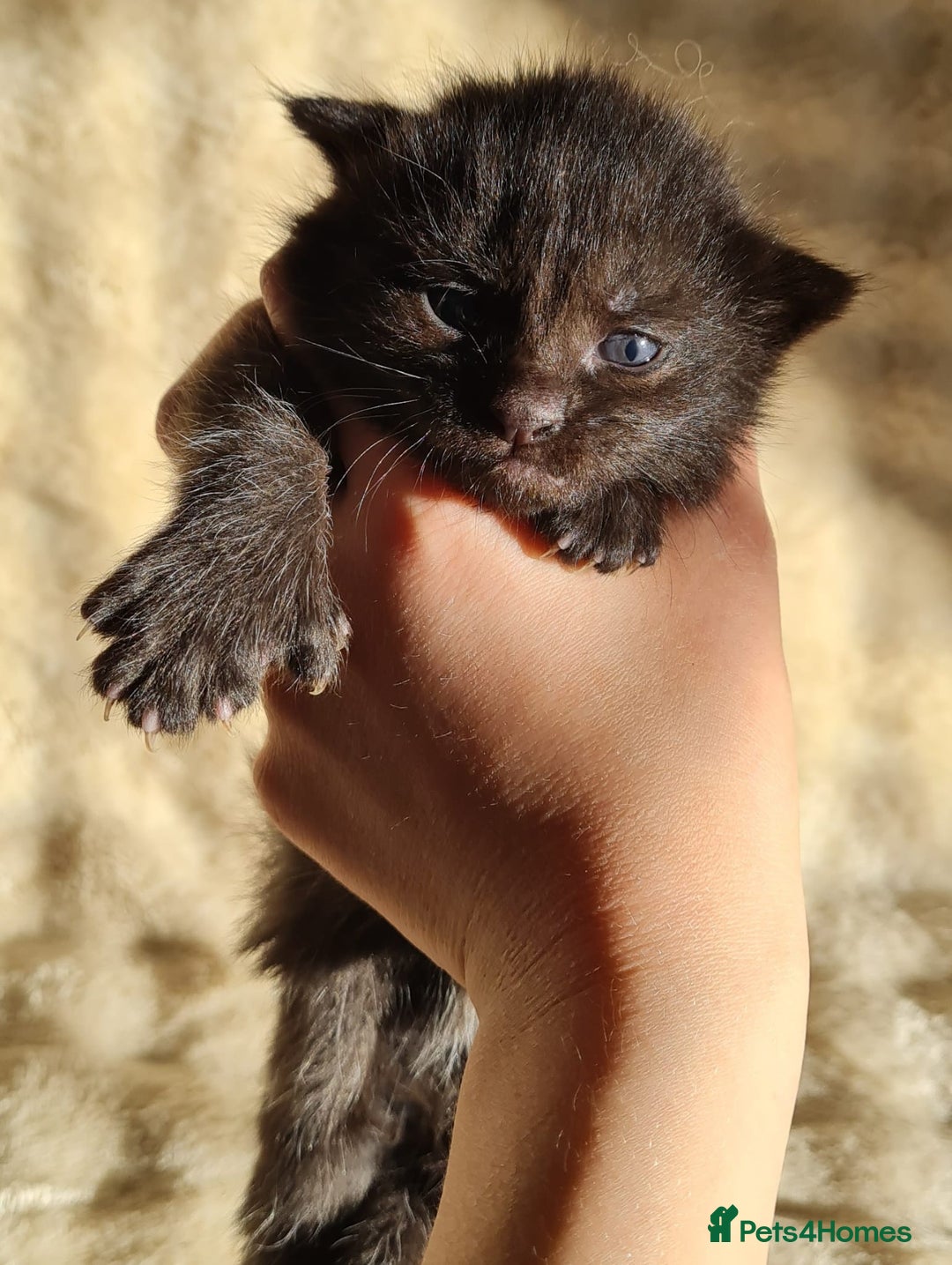 Maine Coon cats for sale: MAINE COONE KITTENS POLYDACTYL&NON POLYDACTYL   - Advert 29