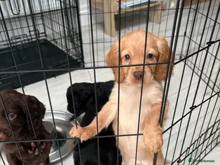 Cocker Spaniel dogs KC registered Cocker spaniel puppies. - Advert 1