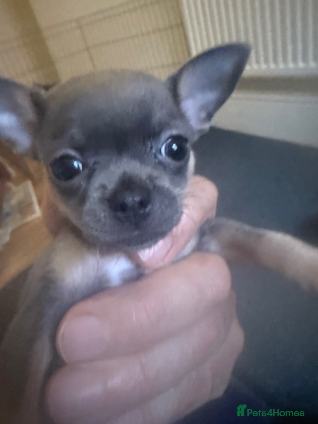 Chihuahua dogs for sale: KC Blue Chihuahua (smooth) pups - Advert 2