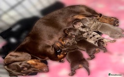 Miniature Dachshund dogs for sale: miniature dachshund pups - Image 5