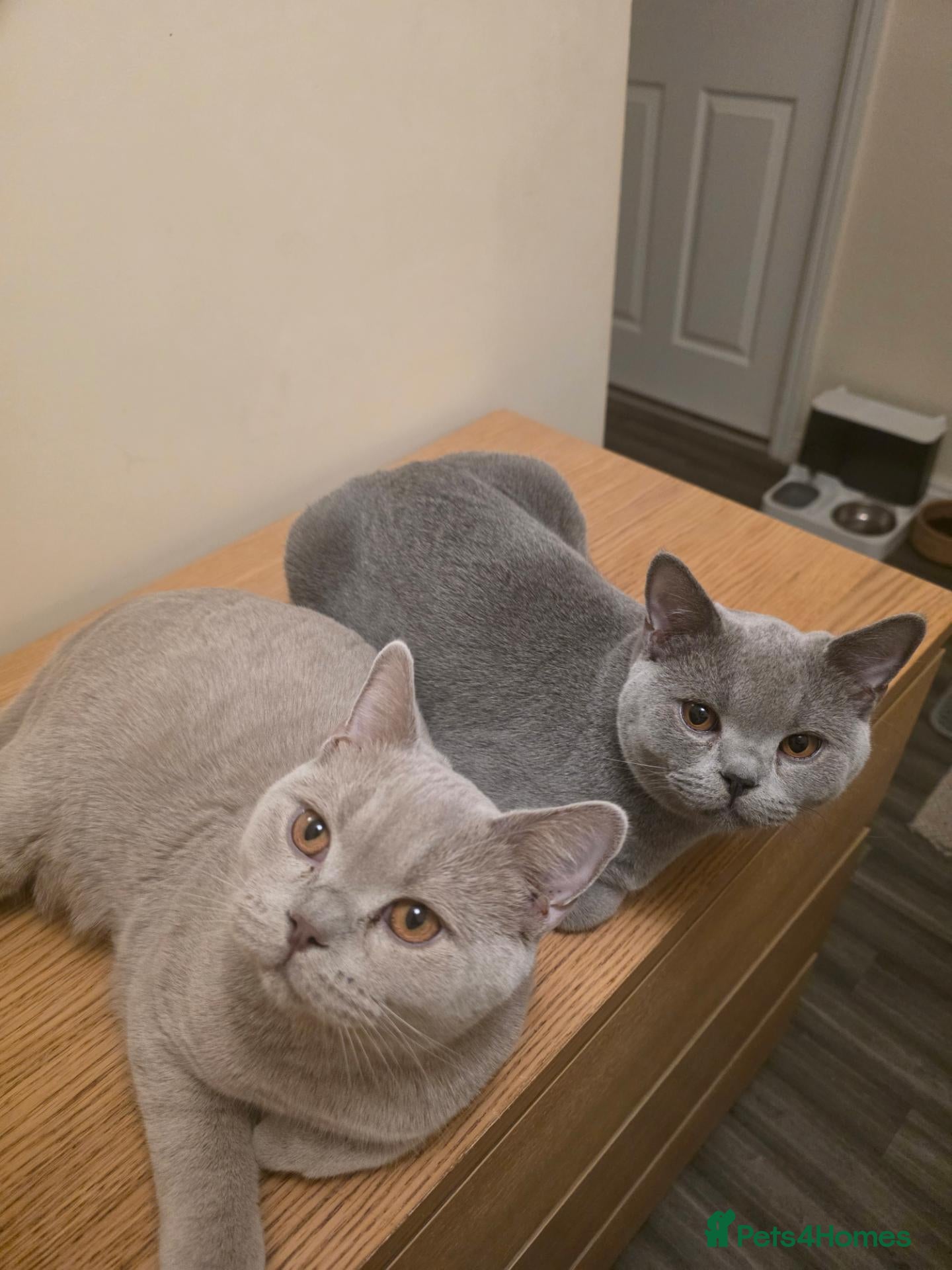 British Shorthair cats for sale: Beautiful British Champion Shorthair Kittens - Advert 4
