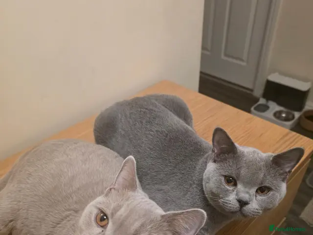 British Shorthair cats for sale: Beautiful British Champion Shorthair Kittens - Advert 10