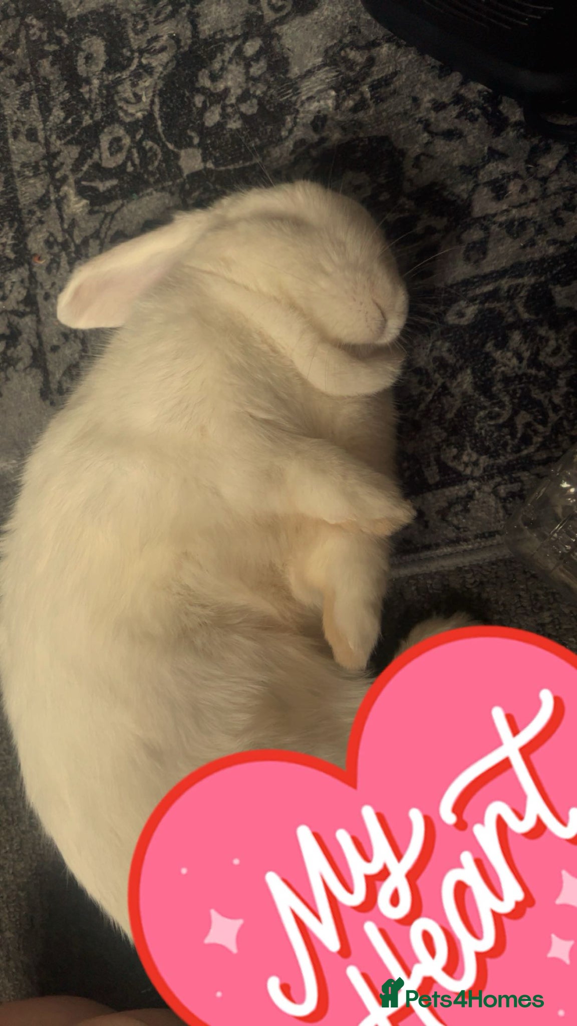 English Spot rabbits White rabbit  - Advert 1