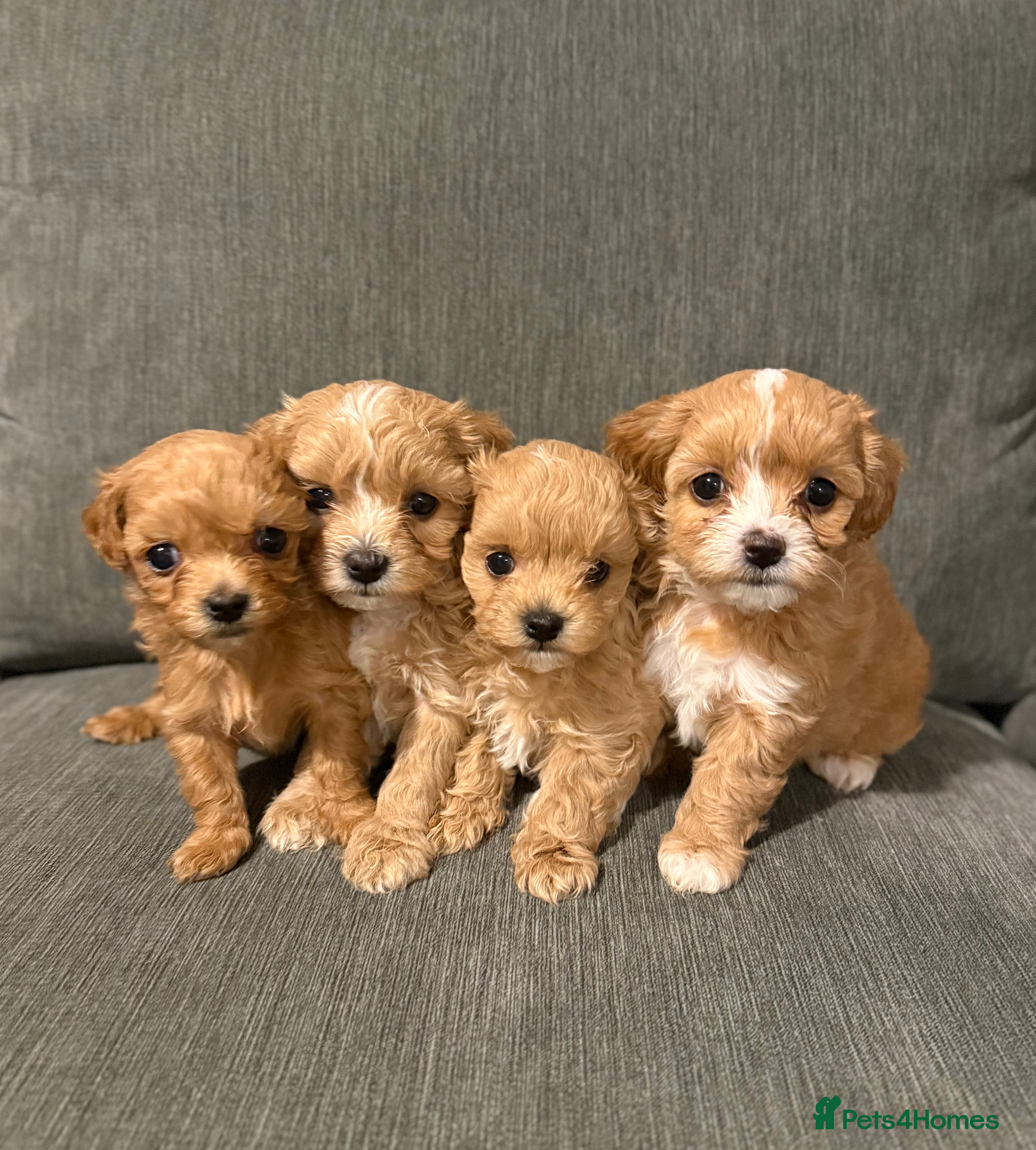 Maltipoo dogs Beautiful tiny F1 Asian Maltipoo puppies  - Advert 17