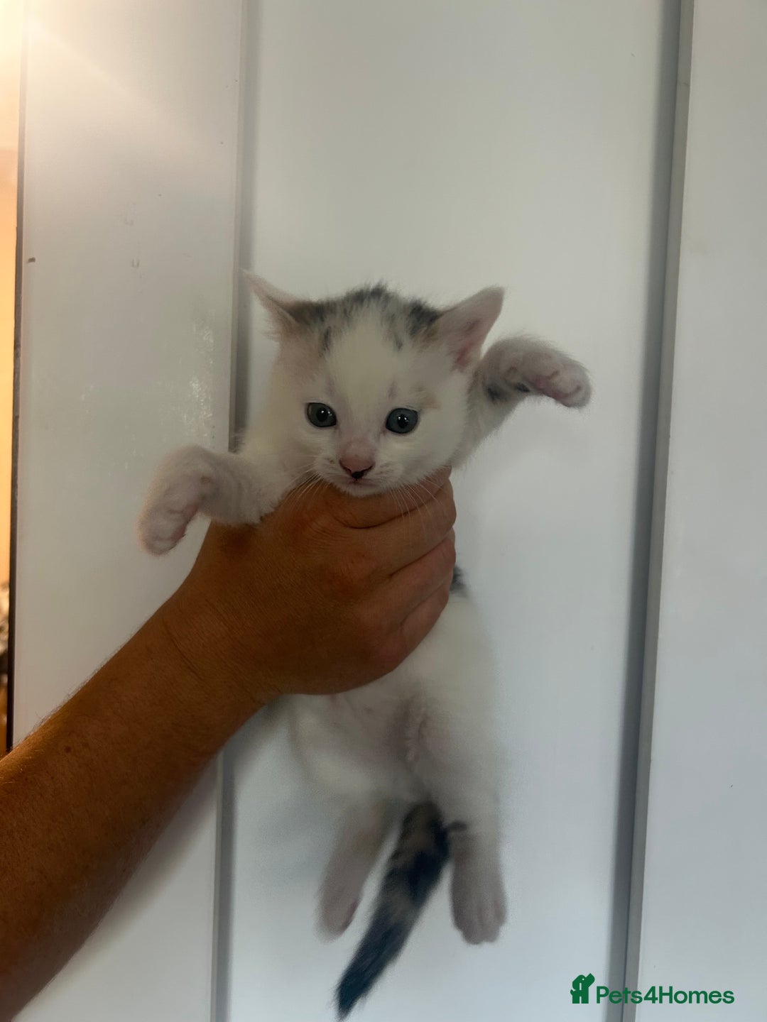 Mixed Breed cats for sale: Beautiful kittens REady this week - Image 3