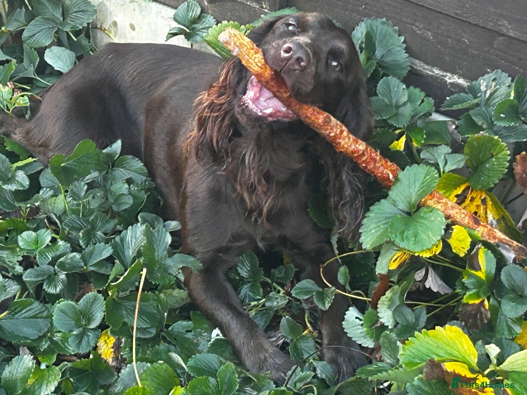 Cocker Spaniel dogs for sale: Purebred Cocker Spaniel,2 years old  - Advert 3