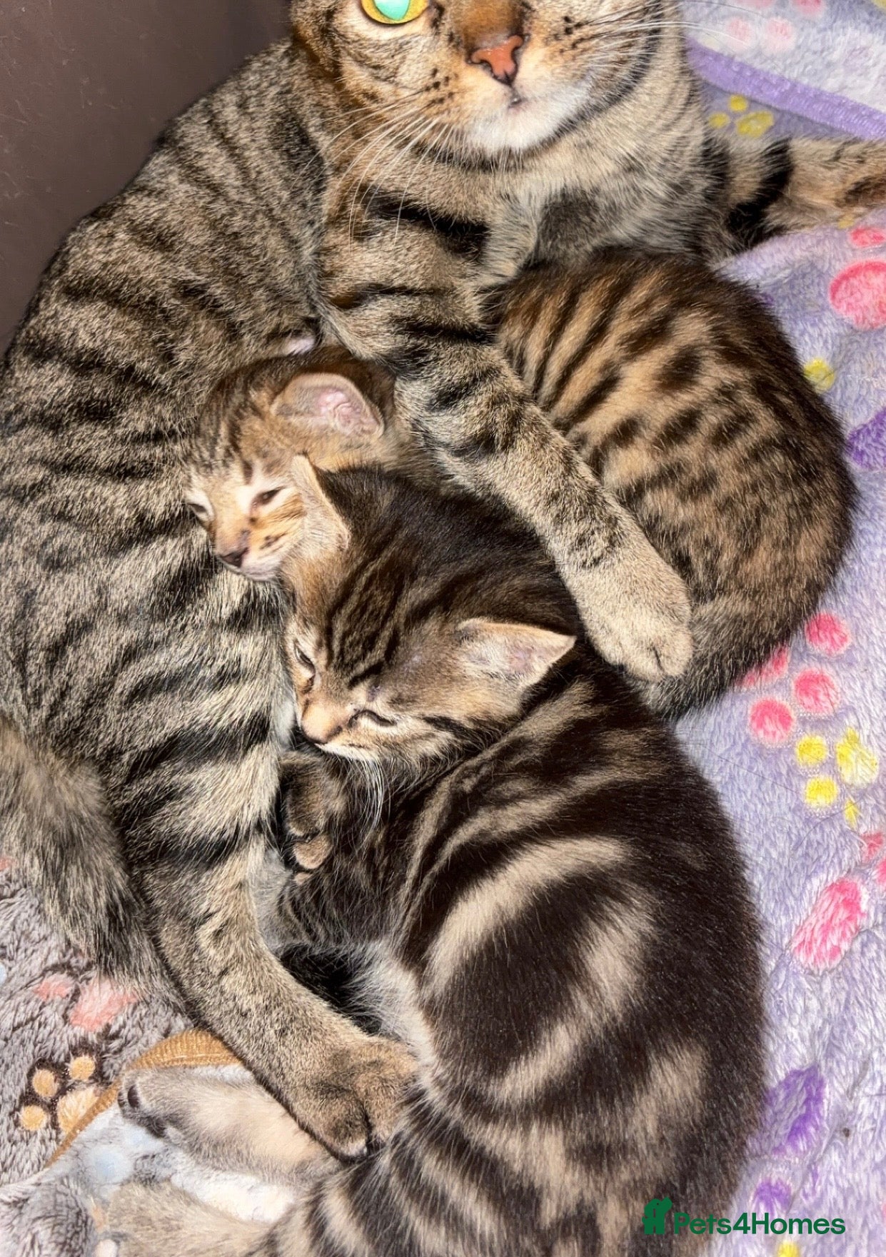 Mixed Breed cats Kittens For Sale - Advert 1