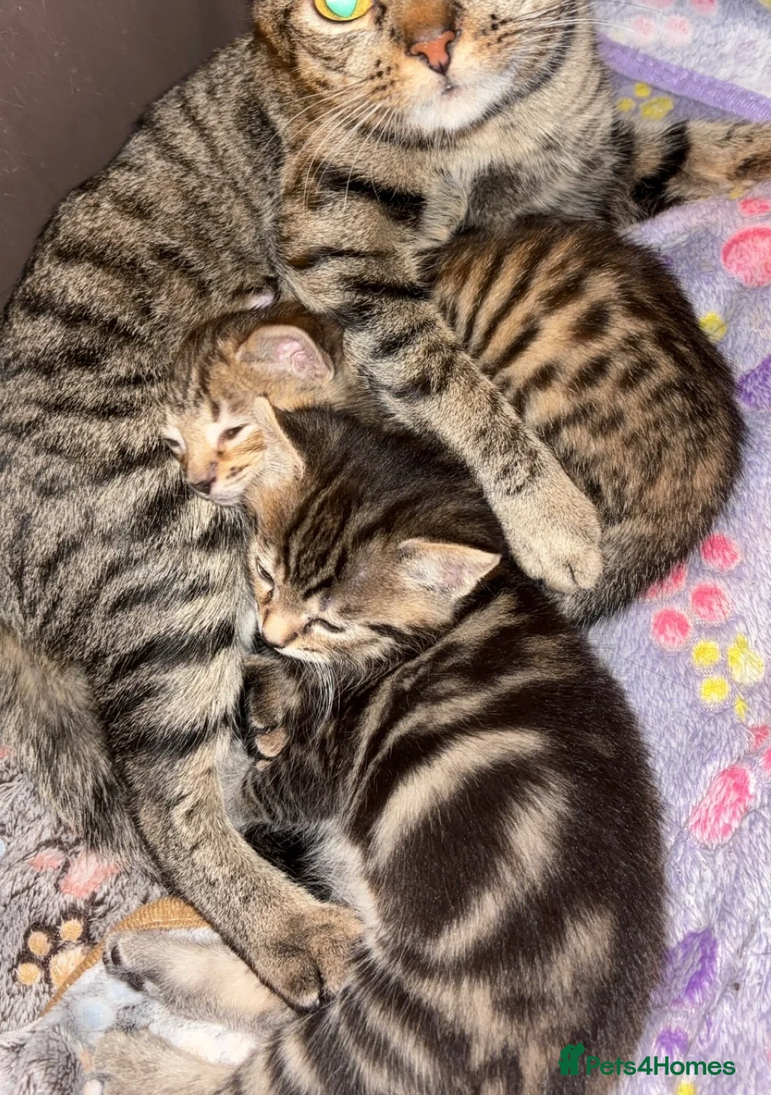 Mixed Breed cats for sale: Kittens For Sale - Advert 1