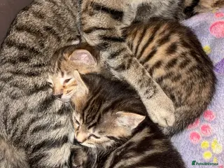 Mixed Breed cats Cute Kittens For Sale - Advert 1