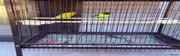 Lovebirds birds for sale: 4 lovebirds and cage  - Advert 4