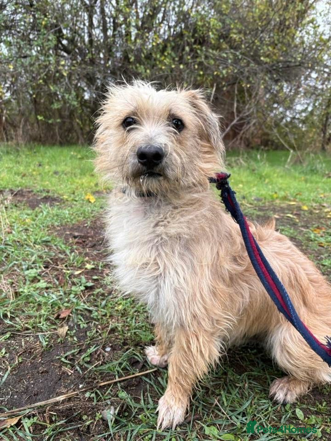 Mixed Breed dogs for adoption: Button - Watton Norfolk  - Advert 1