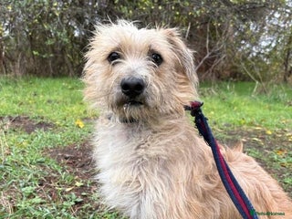 Mixed Breed dogs for adoption: Button - Watton Norfolk - Advert 1