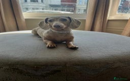 Miniature Dachshund dogs for sale: AMAZING MINIATURE DACHSHUNDS PUPPIES - Image 5