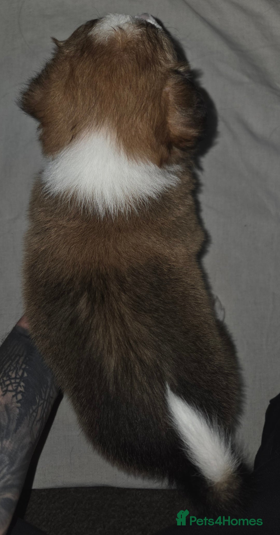 Border Collie dogs for sale: Beautiful tri colour border collie pups  - Advert 9