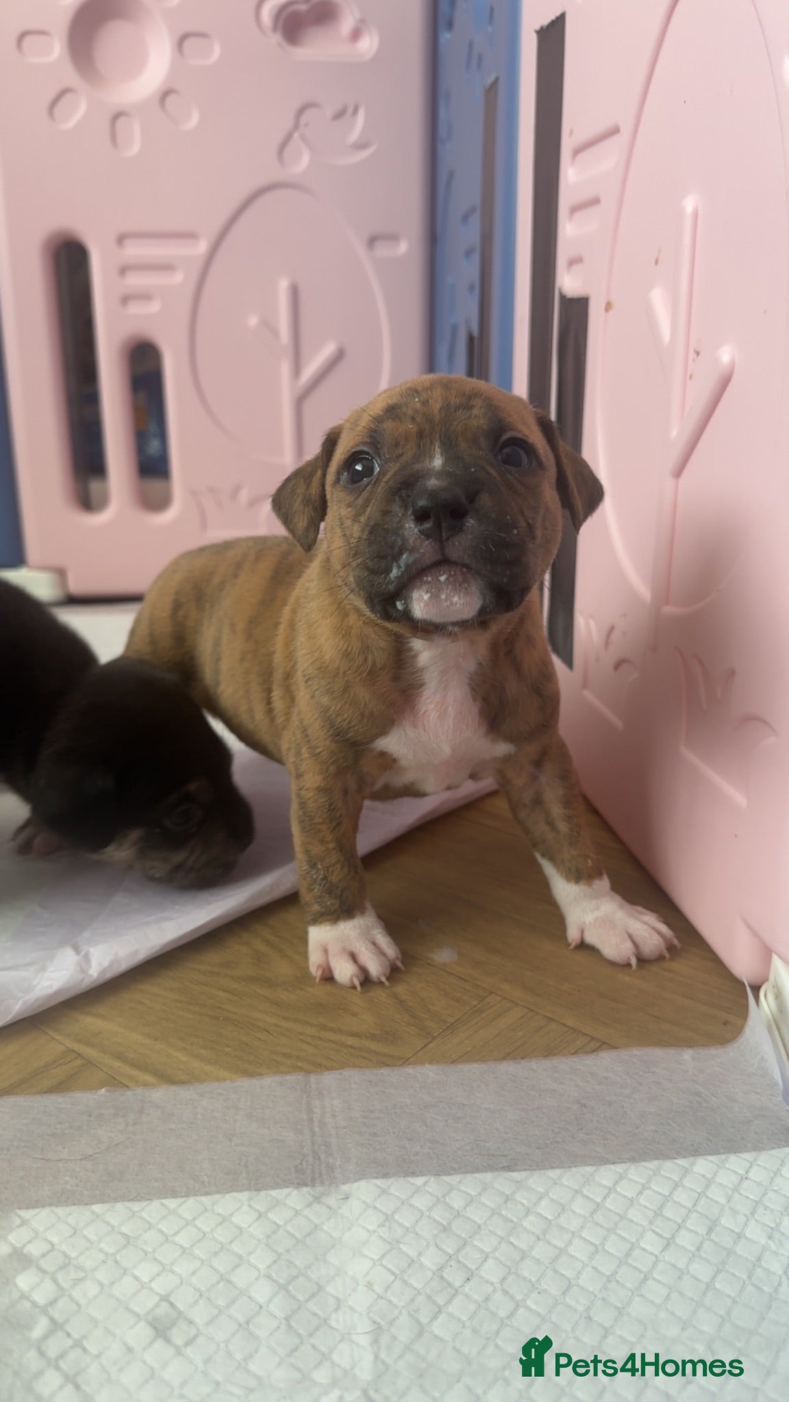 Mixed Breed dogs Pocket bully x Staffie pups  - Advert 8