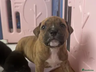 Mixed Breed dogs Pocket bully x Staffie pups - Advert 3