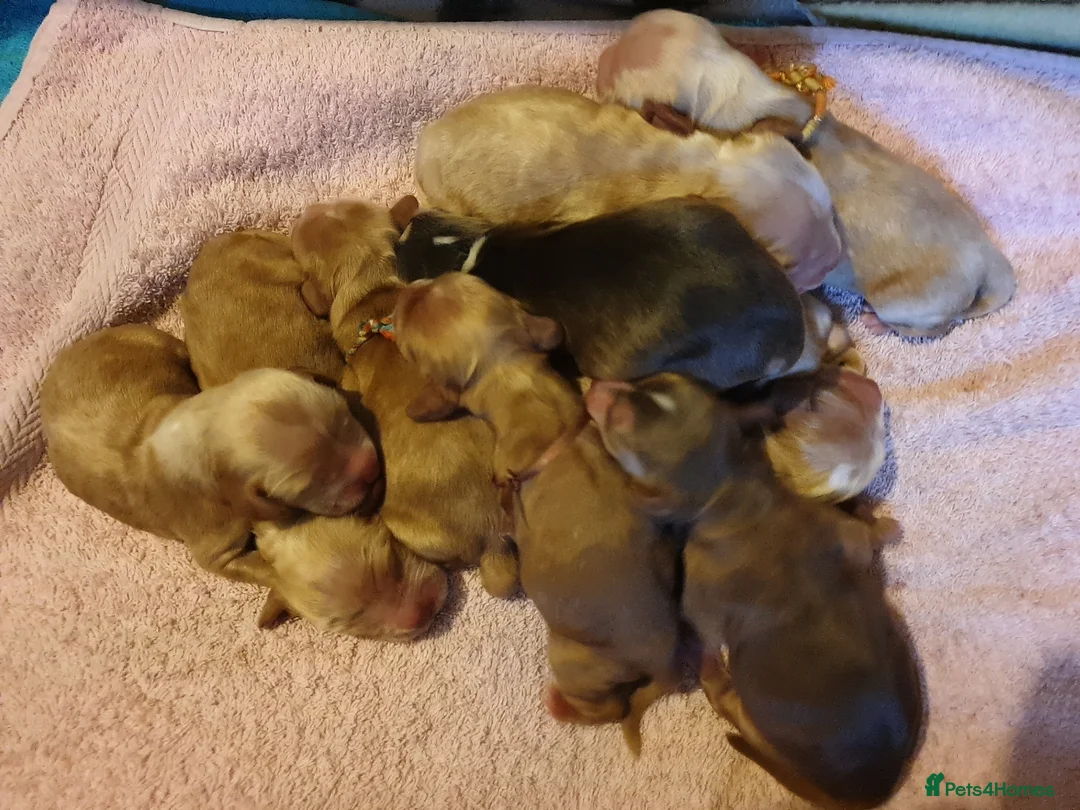 Cocker Spaniel dogs for stud: Stunning Sable, Show Cocker Stud,  Health Tested. in Market Drayton - Advert 29