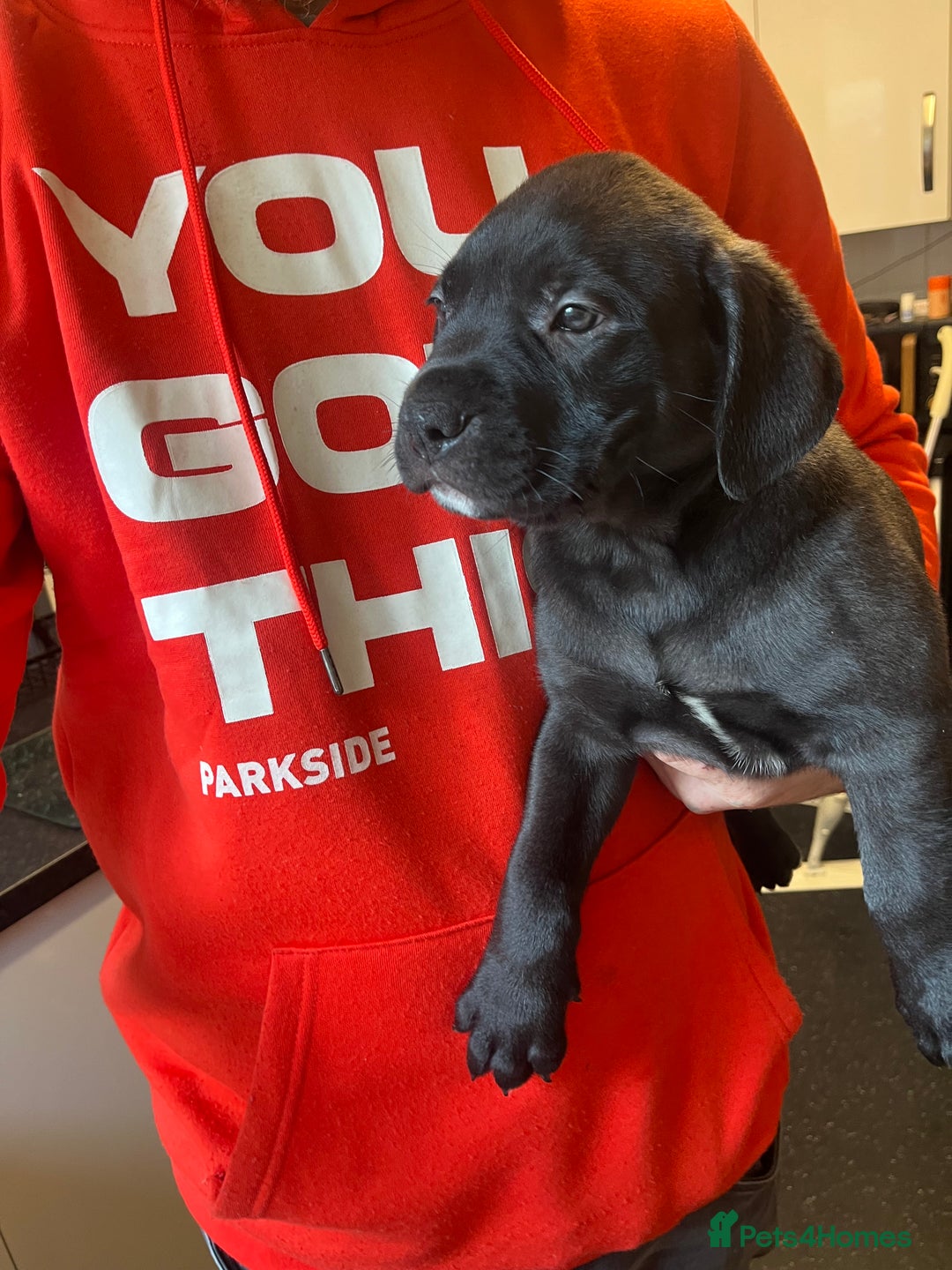 Mixed Breed dogs for sale: Boerboel cross with American bulldog - Advert 6