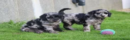 Cockapoo dogs for sale: Beautiful Cockapoo puppies for sale  - Advert 32