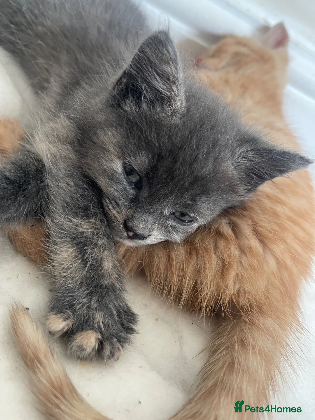 Mixed Breed cats for sale: 2 beautiful kittens  in Llanelli - Advert 4