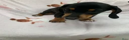 Dachshund dogs for sale: ****4 beautiful boys *** in Nottingham - Advert 8
