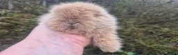 Angora rabbits for sale: 🩷💙Stunning Teddydwerg babies- imported parents🥰 - Advert 6