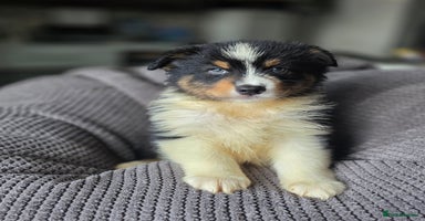 Australian Shepherd dogs - Advert 10