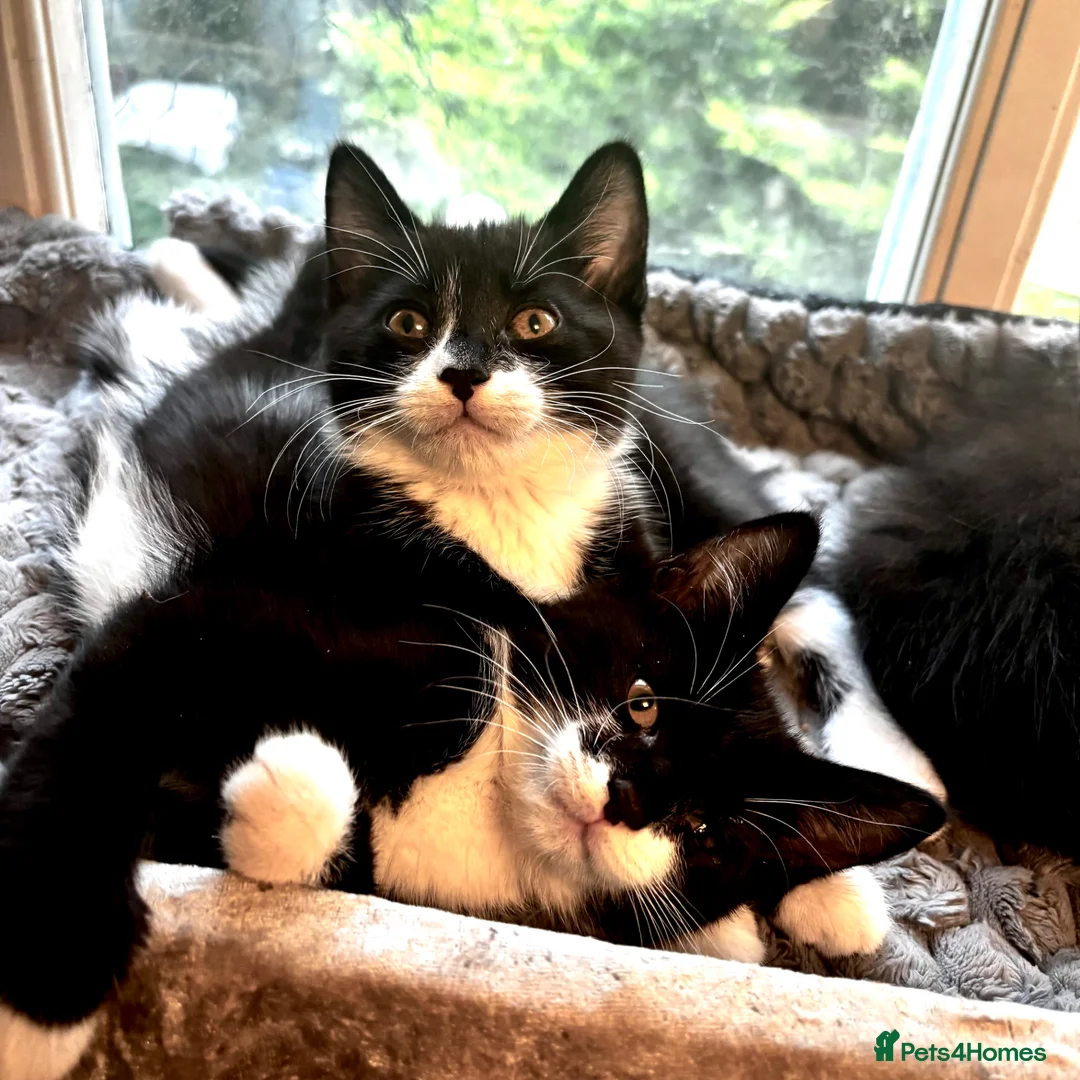 Mixed Breed cats for sale: Beautiful Fluffy Kittens Ready For Loving Homes 🐾 - Advert 1