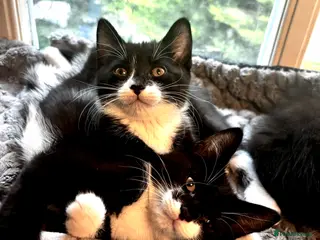 Mixed Breed cats Beautiful Fluffy Kittens Ready For Loving Homes 🐾 - Advert 17