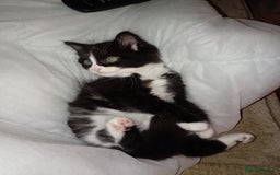 Mixed Breed cats for sale: Black and white kitten - Image 1