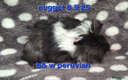 Guinea Pig rodents for sale: Baby male peruvian guinea pigs  - Image 7