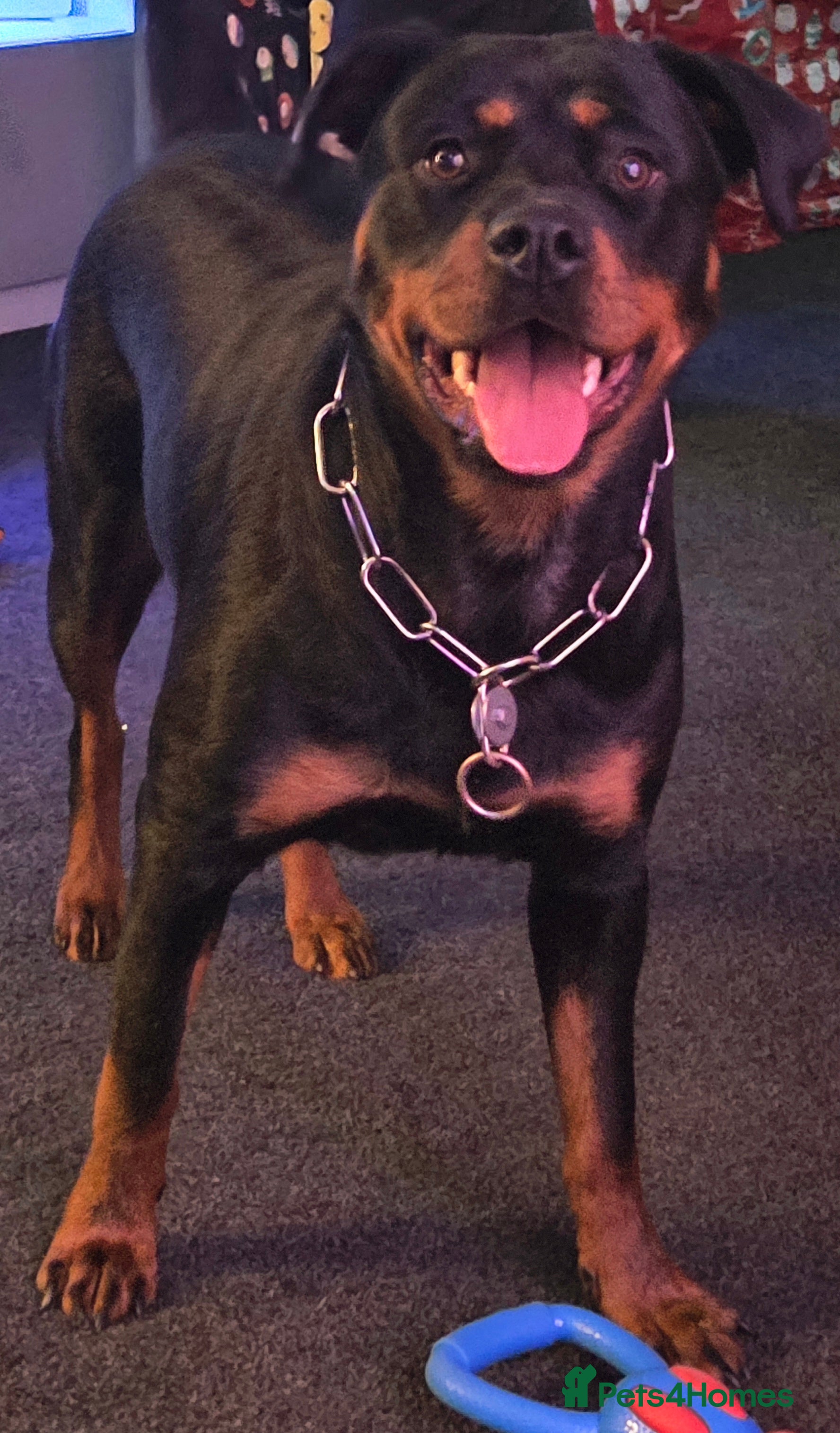 Rottweiler dogs Gorgeous trained rottweiler female available  - Advert 1