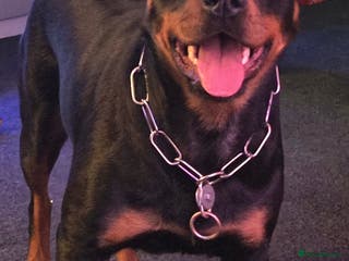 Rottweiler dogs Gorgeous trained rottweiler female available - Advert 6