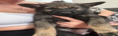 German Shepherd Puppy 3