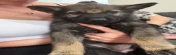 German Shepherd dogs for sale: German shepherds - Advert 3