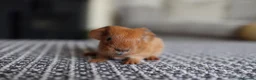 Guinea Pig rodents for sale: Beautiful Baby Guinea Pigs – Ready to Reserve  - Advert 3