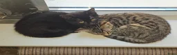 Mixed Breed cats for adoption: Black female rescue kitten needs a home in Hook - Advert 2
