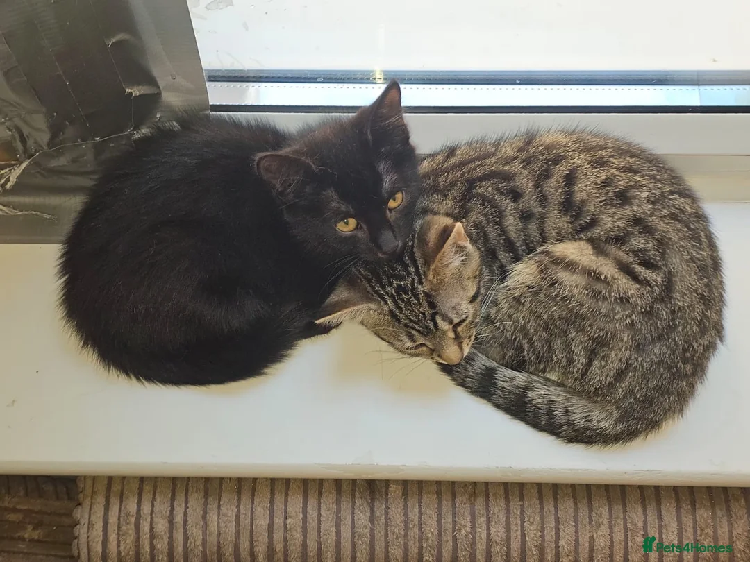 Mixed Breed cats for adoption: Black female rescue kitten needs a home in Hook - Advert 2