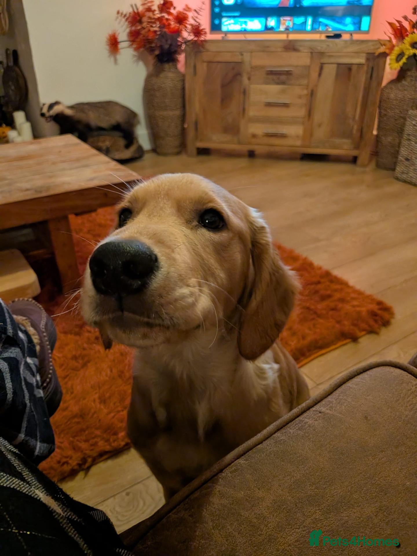 Golden Retriever dogs for sale: KC Golden Retriever  - Advert 1
