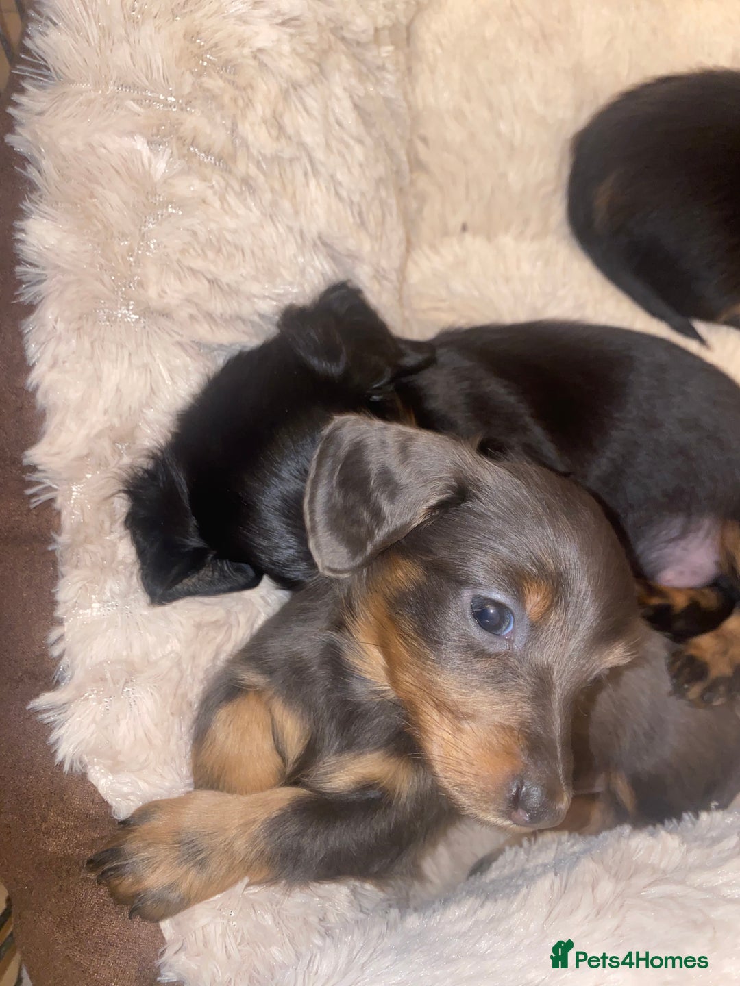 Miniature Dachshund dogs for sale: Longhaired miniature dachshund  - Image 16