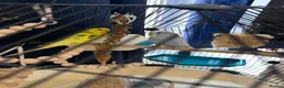 Budgerigars birds for sale: 2 budgies and Omlet cage for sale - Advert 6
