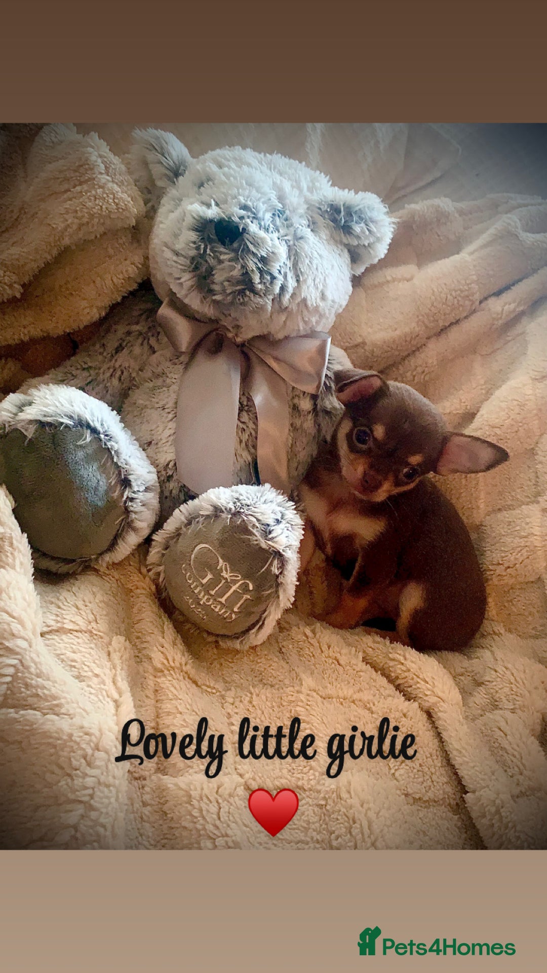 Chihuahua dogs for sale: Chihuahuas boys and girls available - Advert 9