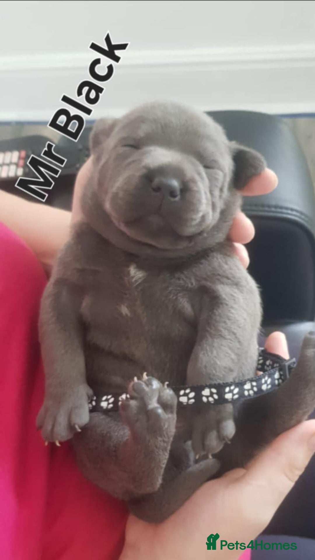 Staffordshire Bull Terrier dogs for sale: Beautiffull KC Staffordshire bull terrier  pups. - Image 6