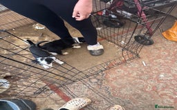 Bearded Collie dogs for sale: Border collies - Image 3