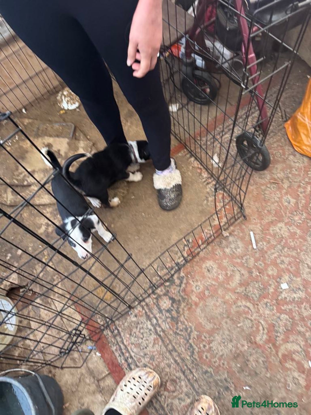 Bearded Collie dogs for sale: Border collies - Image 3