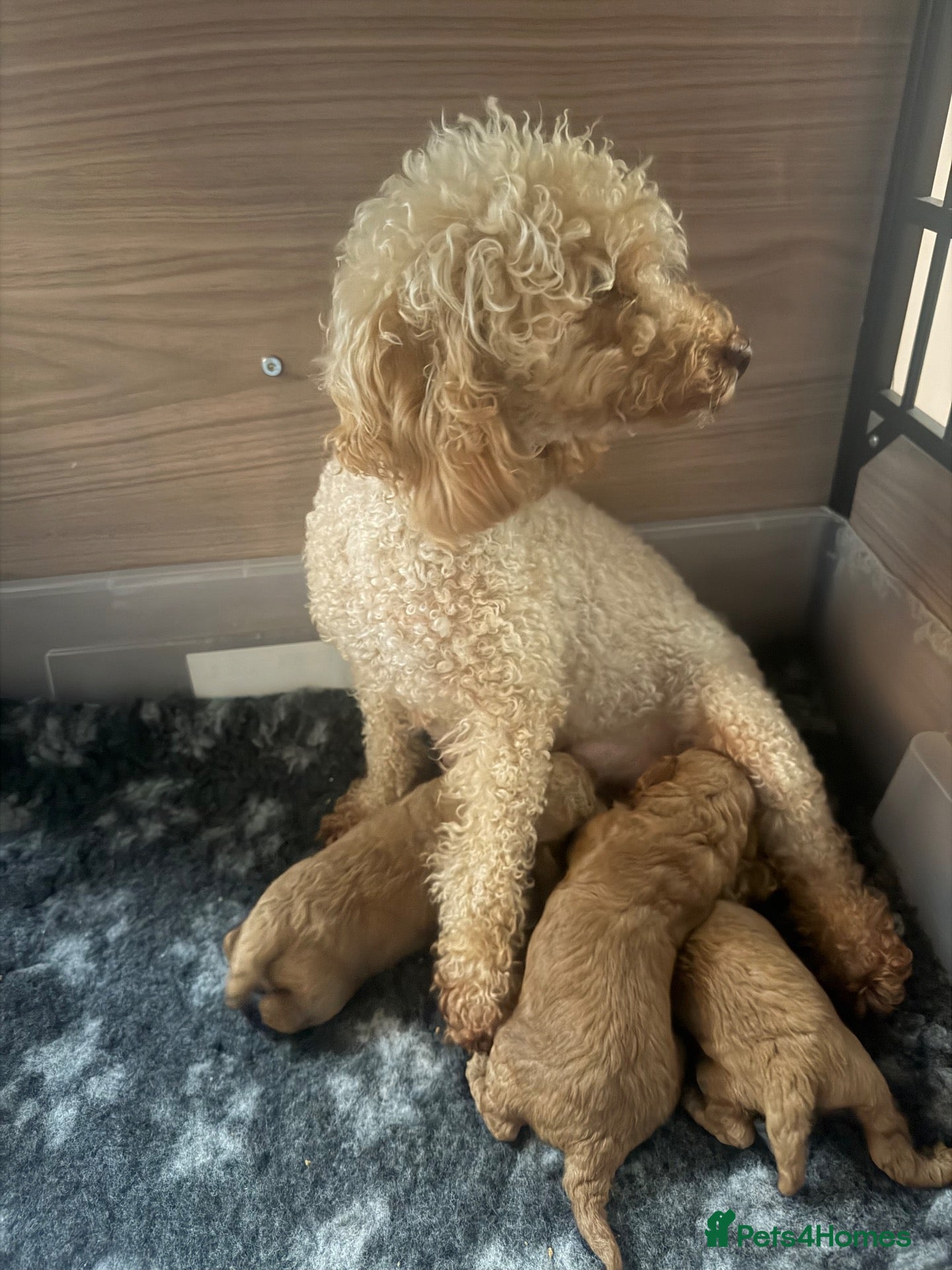 Toy Poodle dogs Red Fox Toy Poodle puppies - Advert 12