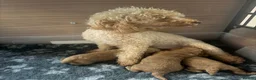 Toy Poodle dogs for sale: Red Fox Toy Poodle puppies in Poole - Advert 1